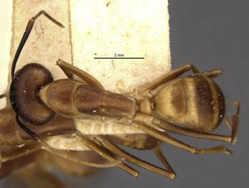 Media type: image;   Entomology 21465 Aspect: habitus dorsal view